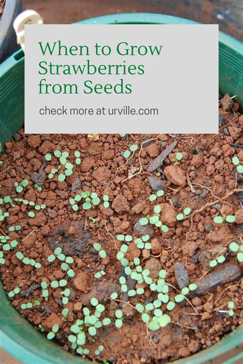 grow strawberries  seeds growing strawberries seeds