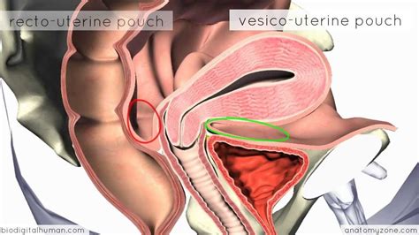 Introduction To Female Reproductive Anatomy 3d Anatomy
