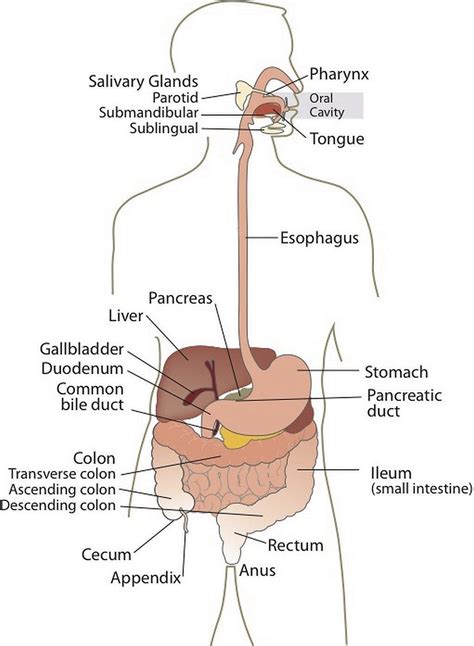 review  art labeling activity overview   digestive system