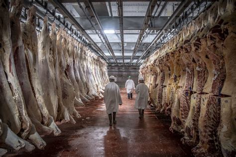 industrial slaughter  slaughterhouse   hot sex picture