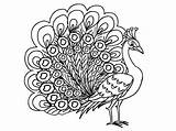 Peacock Coloring Pages Printable Female Peacocks Beautiful Drawing Print Peahen Color Kids Animal Coloring4free Getdrawings Realistic Book Adults Getcolorings Painting sketch template