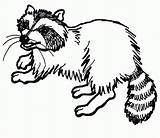 Raccoon Raccoons Godzilla Everfreecoloring Clipground sketch template