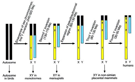 X And Y Chromosomes Diagram Aflam Neeeak