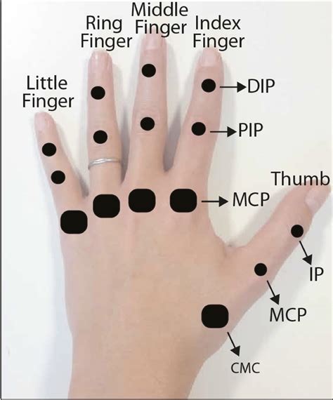 kinematic model   hand  finger   joints   dof index  scientific