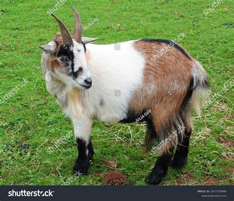 west african dwarf pygmy goat stock photo edit
