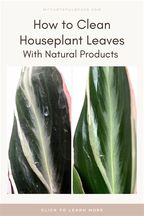 clean house plants leaves  tasteful space   plant