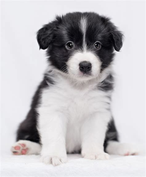 border collie puppy facts image bleumoonproductions
