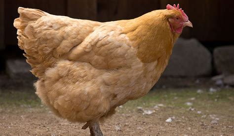 chickens hens roosters facts information pictures