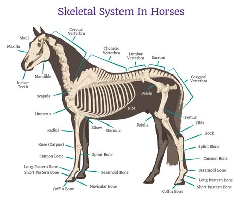 horse anatomy allpony