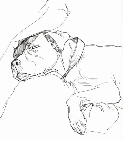 pitbull coloring page coloring home