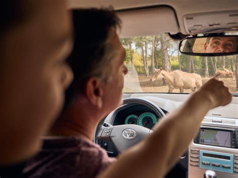 autosafari op safari met je eigen auto beekse bergen