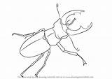 Beetle Stag Draw Step Drawing Beetles Tutorials Drawingtutorials101 sketch template
