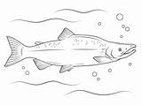 Salmon Coloring Sockeye Pages Printable River Drawing Google Printables Sea Kids Ocean Categories sketch template