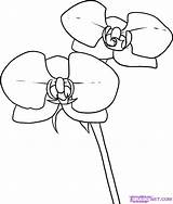 Coloring Pages Orchid Flower Kids sketch template