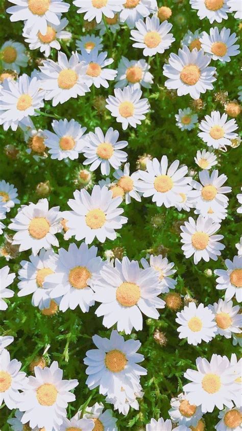 cute daisy wallpapers wallpaper cave