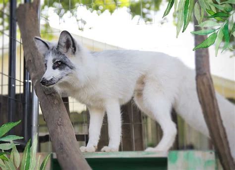 canadian marble fox   wild creature  domesticated