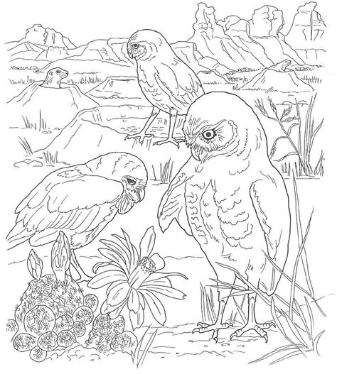 desert animals colouring pages owl coloring pages bird coloring