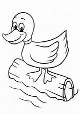 Duck Ducks Tulamama Colouring Little sketch template
