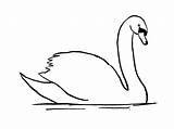 Drawing Swan Step sketch template