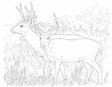 Deer Coloring Pages Realistic Whitetail Mule Color Getdrawings Getcolorings Colorings sketch template