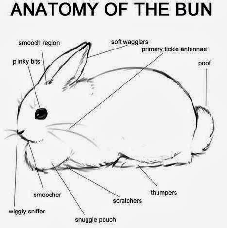 rabbit ramblings bunny anatomy