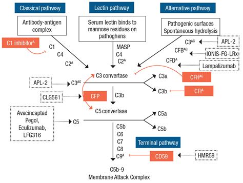 complement pathway  geographic atrophy explained