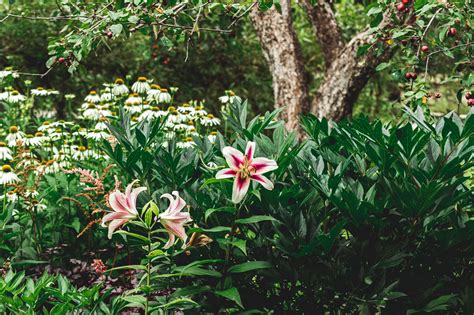 stargazer oriental lily plant care growing guide