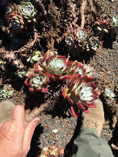 these california succulents are at the center of a massive smuggling ring