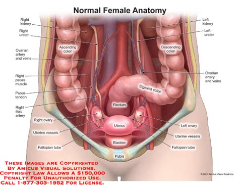Ureters Anatomy Exhibits