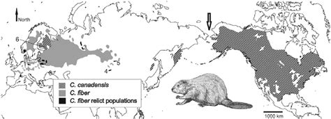 Distribution Of Beavers And Sampling Sites Beavers Live