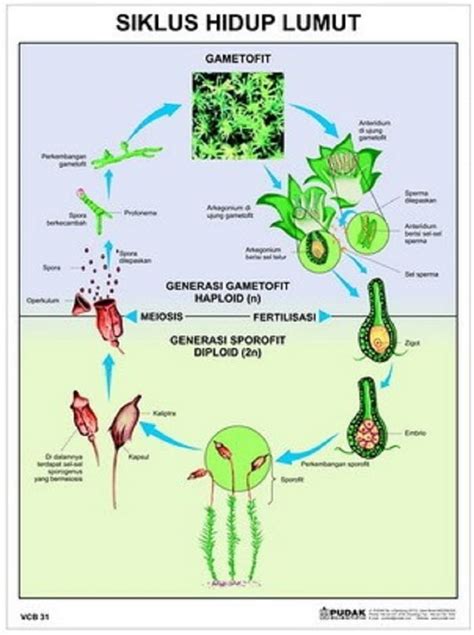 Gambar Siklus Hidup Lumut 55 Koleksi Gambar
