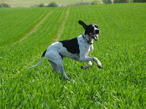english pointer dogs breeds pets
