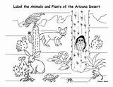 Desert Coloring Animals Pages Habitat Habitats Animal Printables Worksheets Printable Their Colour Clipart Kids Humanity Sheets Plants Prairie Homes Printablee sketch template