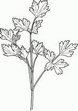 Parsley Spices Colouring Coriander Hierbas Mewarna Cilantro Sayuran Sayur Ervas sketch template