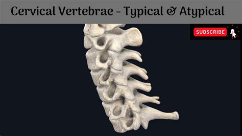 cervical vertebrae typical atypical vertebrae features attachments anatomy mbbs