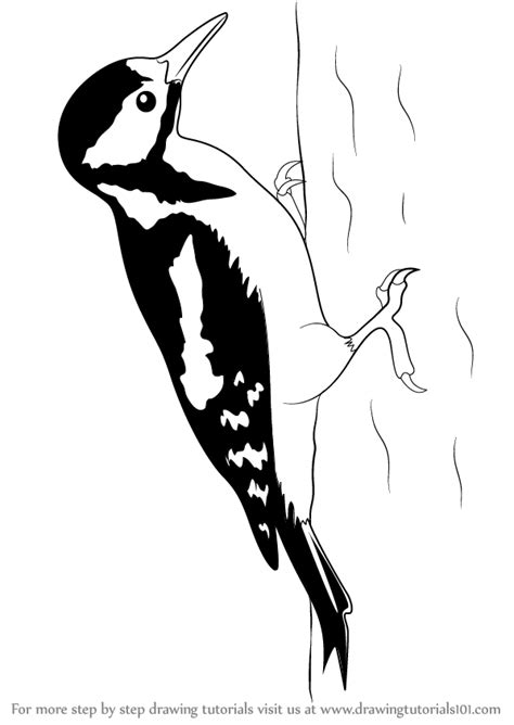 step  step   draw  great spotted woodpecker