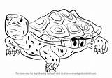 Terrapin Diamondback Drawing Draw Tortoises Turtles Step sketch template