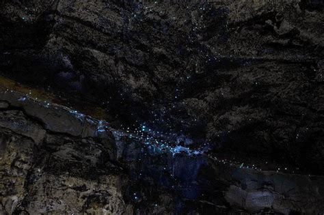 cool  ive   vacation floating   waitomo glowworm caves savored journeys