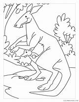 Kangaroo Coloring Pages Coloring4free Kindergarten Hop Hip Color Related Posts Popular sketch template