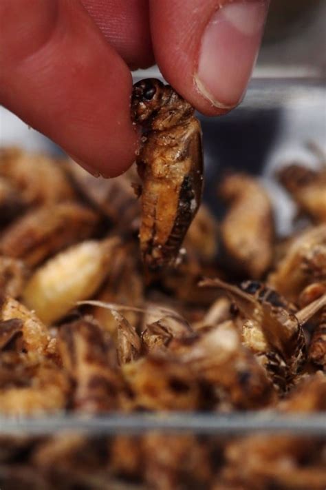 pop up pestaurant hungry london workers offered edible insects for