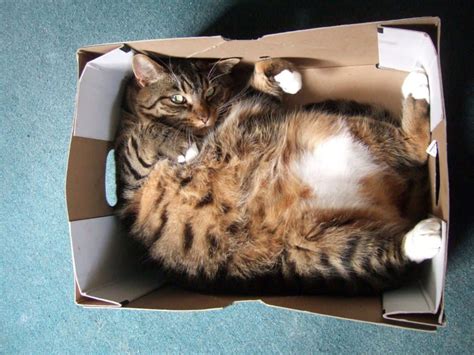 funniest pictures  cats  boxes page