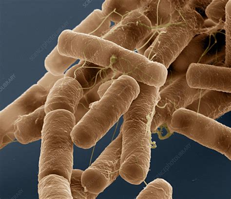 bacillus cereus bacteria sem stock image  science photo