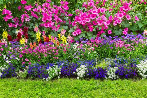 tips  create  perfect flower bed pettys