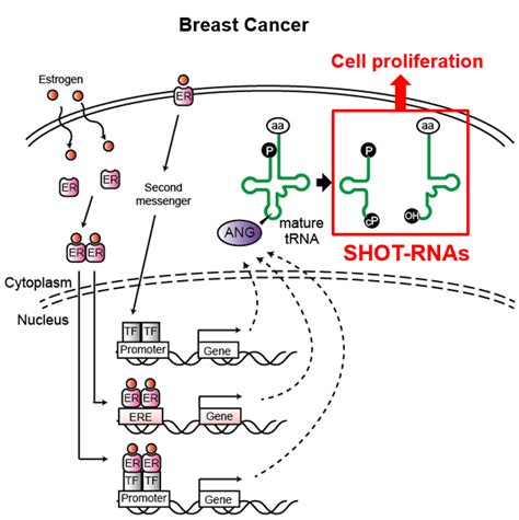 shot rnas promote cell growth in cancers computational medicine