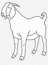 Goat Clipart Boer Coloring Transparent Background Pages Pngfind Clipground sketch template