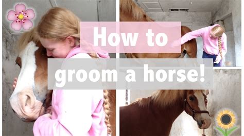 groom  horse collab  lottie equestrian youtube
