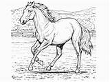 Horse Coloring Pages Printable Horses Color Print Book Pferde Adult Adults Ausmalbilder Books Para sketch template