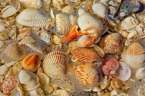 top ten  beaches  shell collecting wanderwisdom