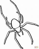 Ragno Ragni Aranha Insekt Langen Beinen Trapdoor Entro Colorironline sketch template