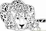 Cheetah Guepardo Deitado Everfreecoloring Cheetahs Coloringpages101 Mandalas Leopardo sketch template